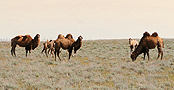 Bactrian camels on the roadside in Nukus, karakalpakistan.